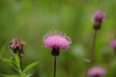 DSCF0106