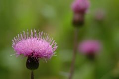 DSCF0109